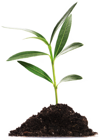 PlantYour plant the seed we make it grow